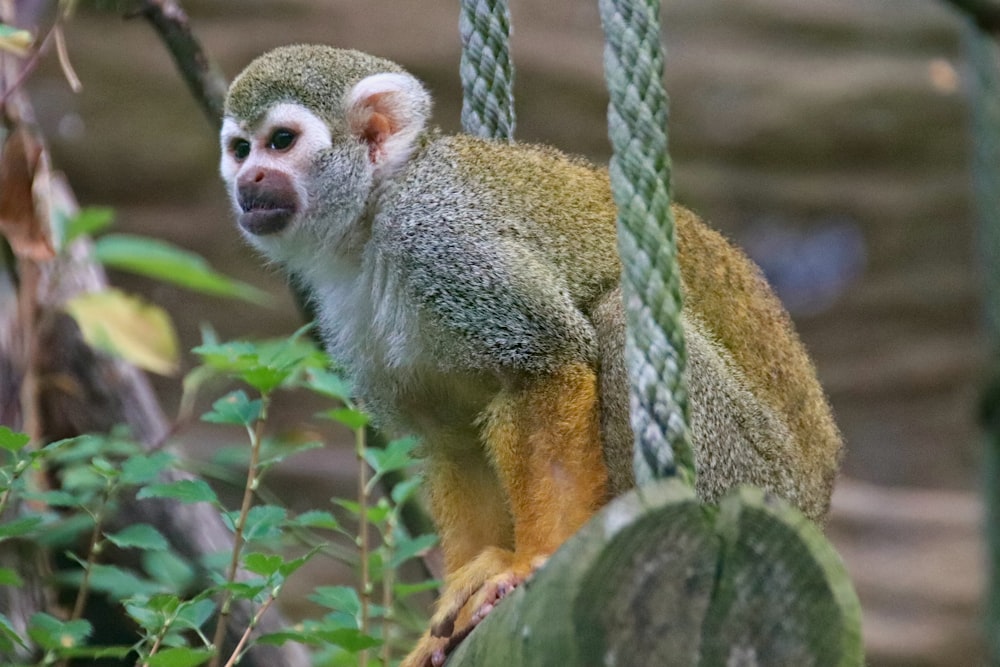 titi monkey near green plant