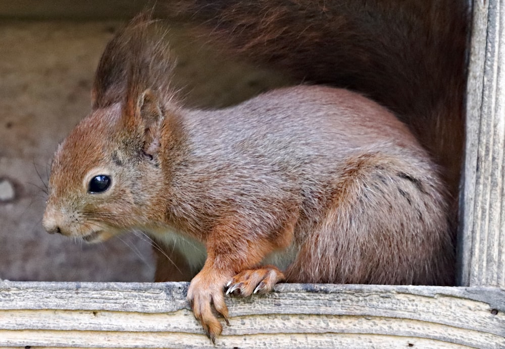 macro photography of brown and gray squirrel