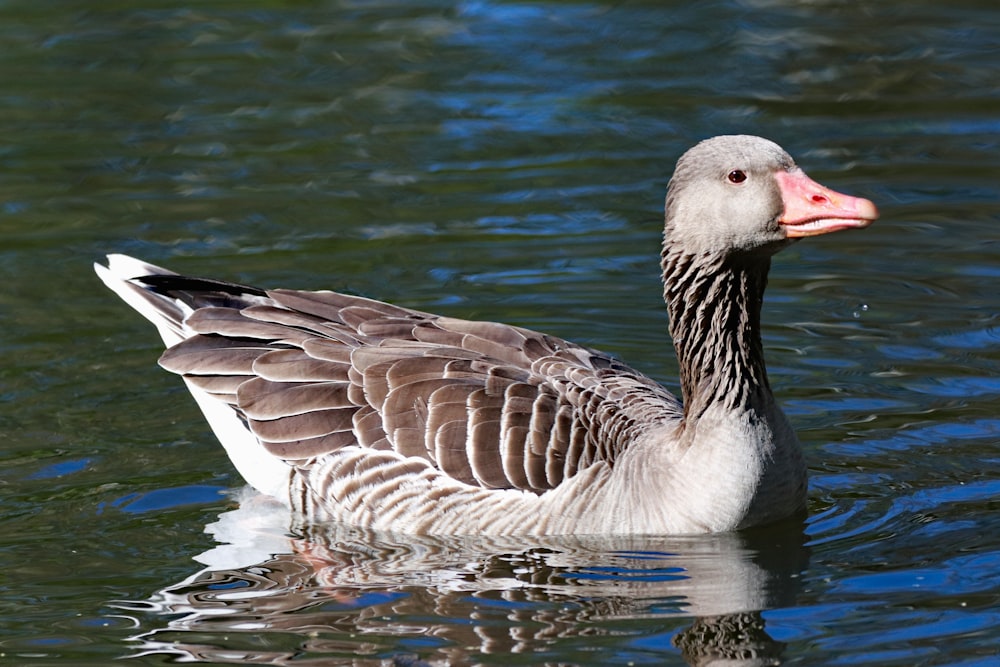 white and brown duck