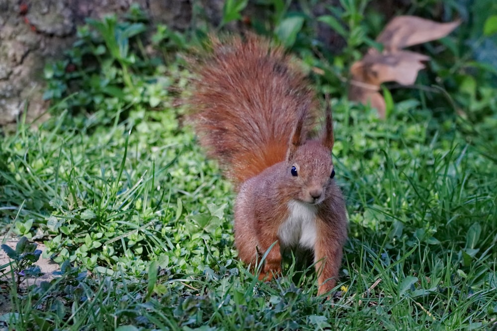 brown squirrel on green grasses
