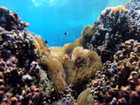 clown fish near coral reef