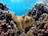 A vibrant underwater scene featuring colorful coral reefs and anemones amidst clear blue water. A few clownfish swim around the coral, creating a lively underwater ecosystem.