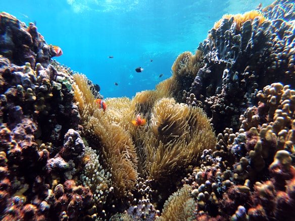 A vibrant underwater scene featuring colorful coral reefs and anemones amidst clear blue water. A few clownfish swim around the coral, creating a lively underwater ecosystem.