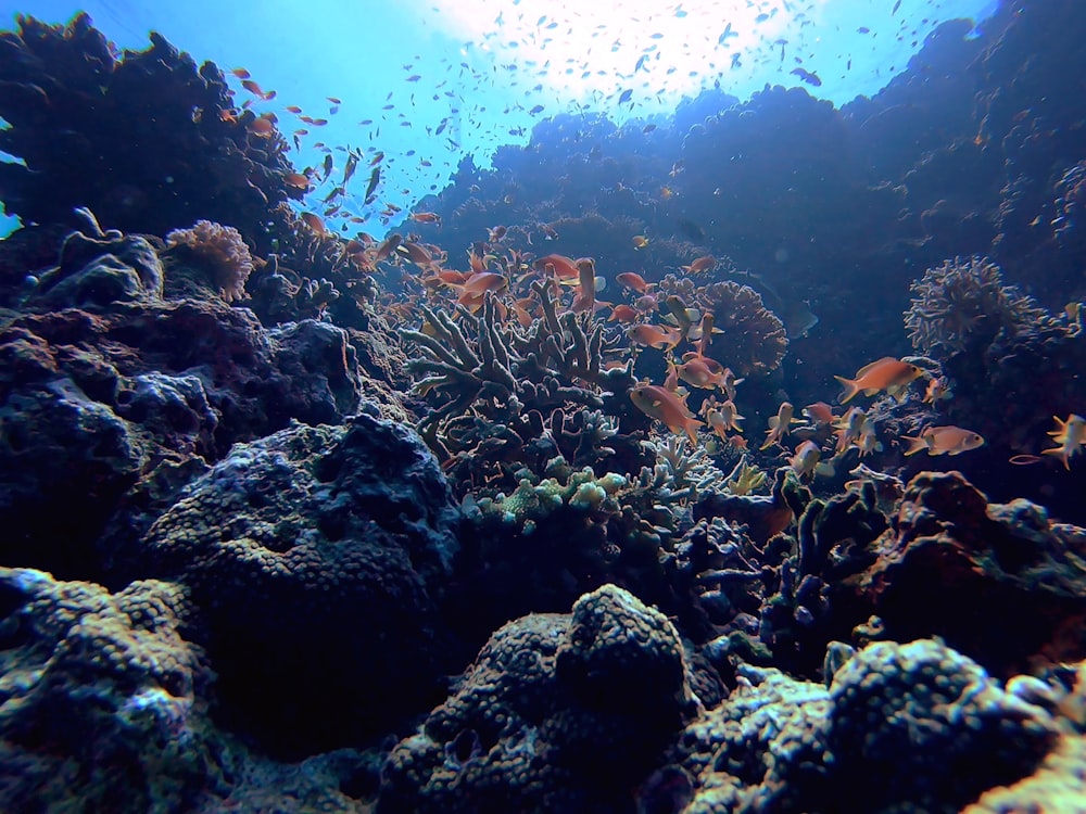 corals and school of fish