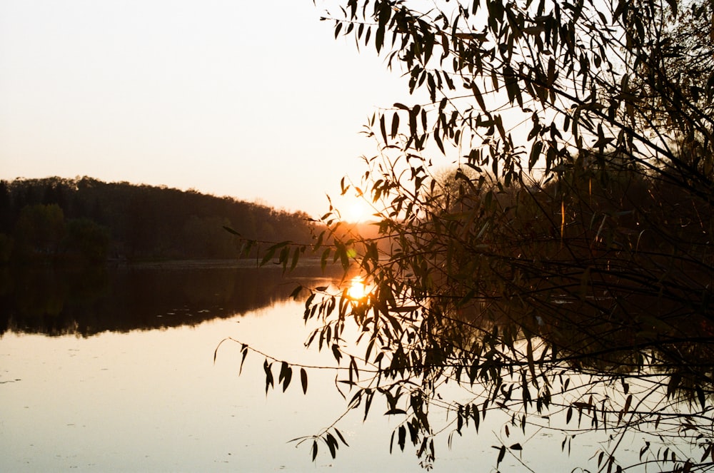 body of water surrounded with green trees during sunrise