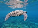 brown and white turtle