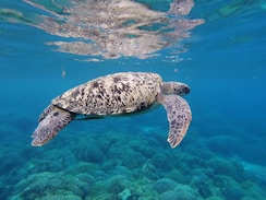 brown and white turtle