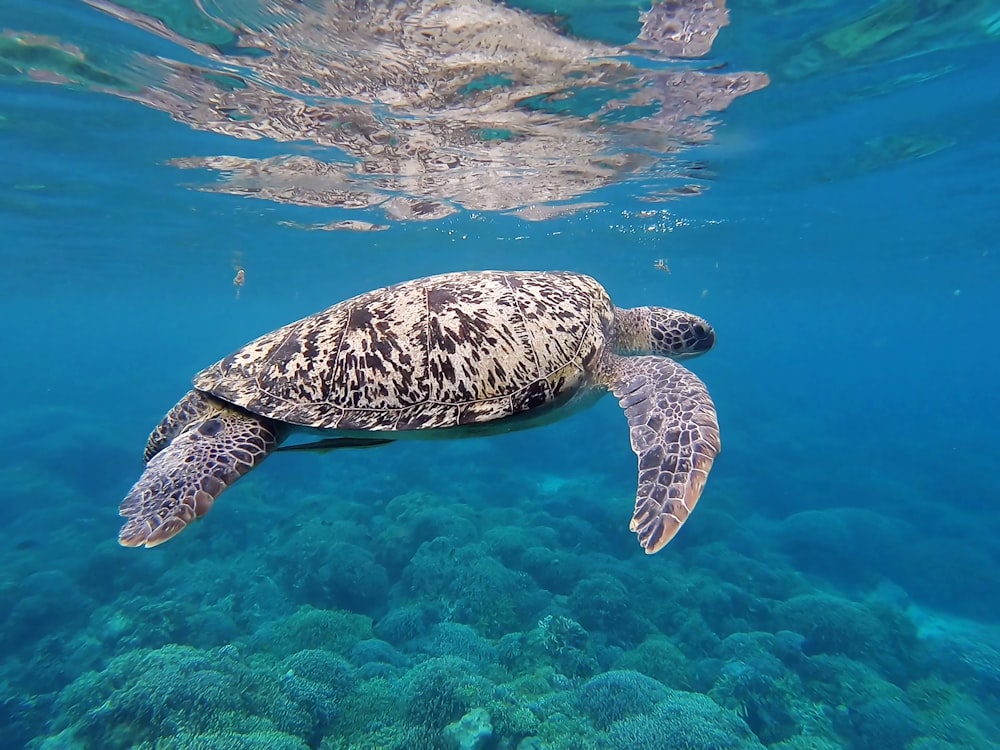 brown and white turtle