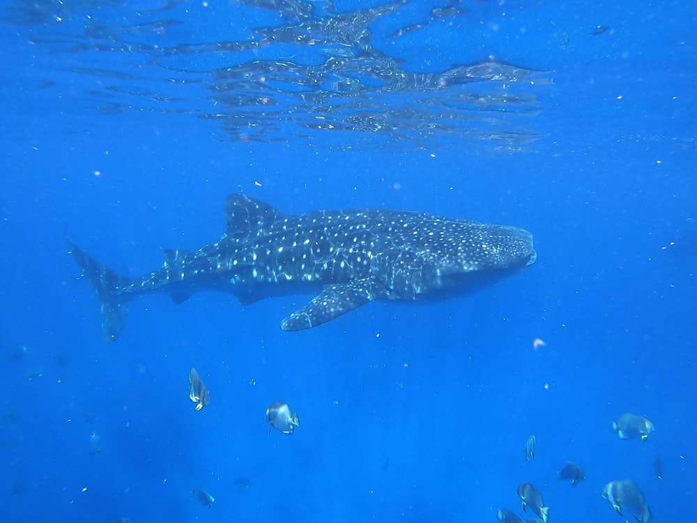 Ballena negra y gris cerca del banco de peces