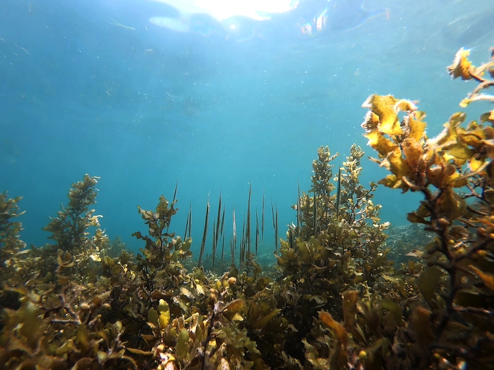 underwater photography of sea plants