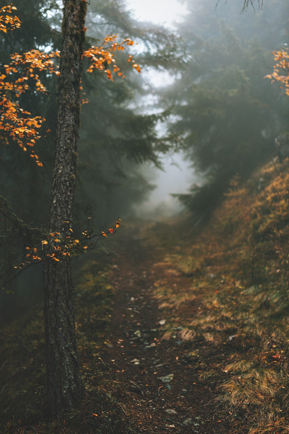 road between trees during daytime