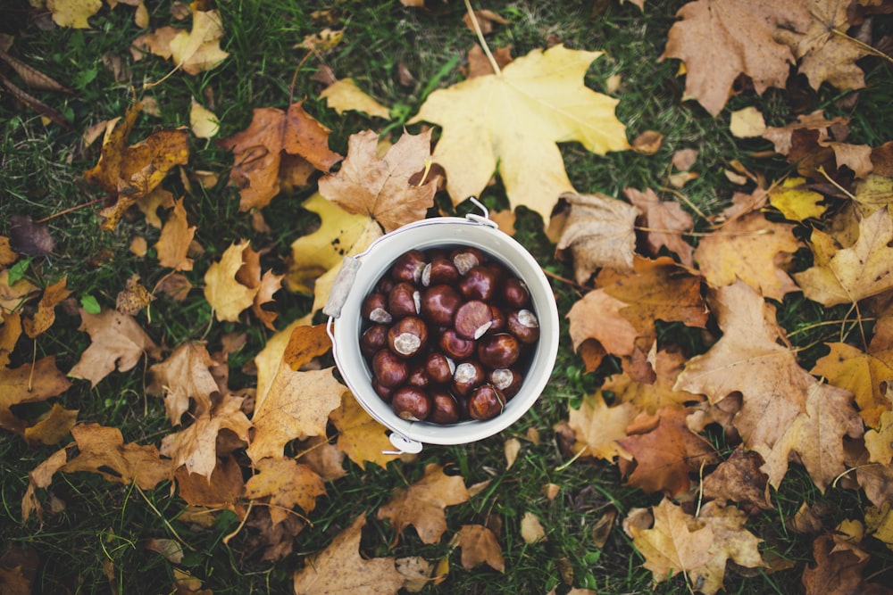 bowl of fruits on grass with fallen brown leaves