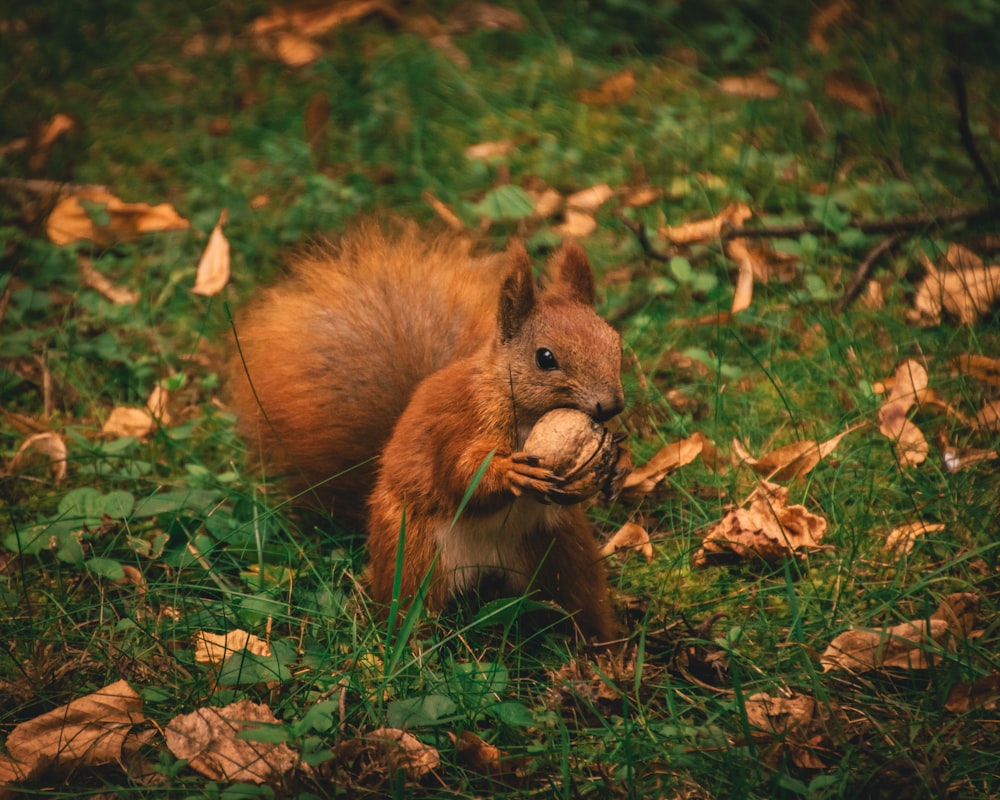 brown squirrel holding nut