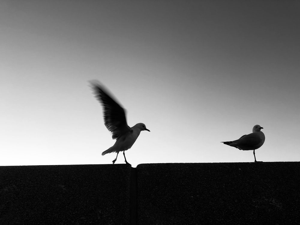 deux oiseaux noirs