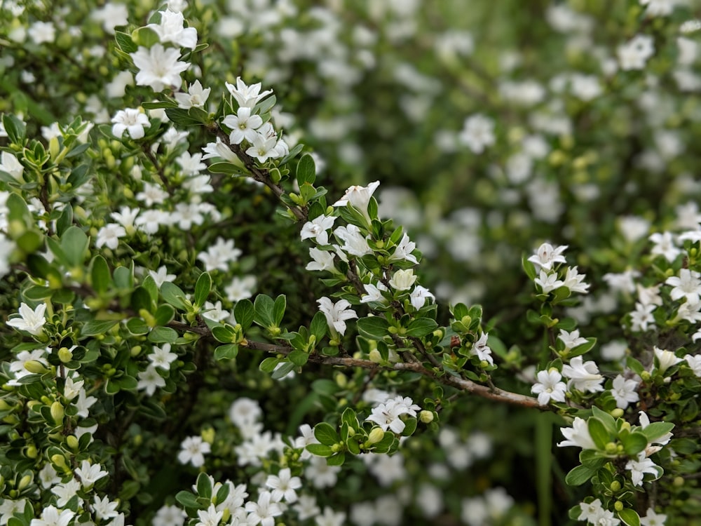 selective focus photography of white petaled flowers during daytime