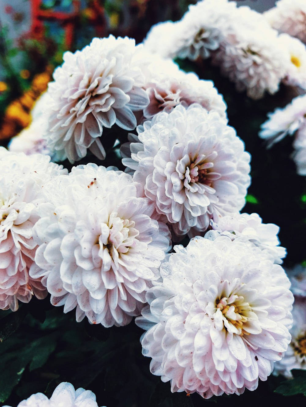 macro photography of white chrysanthemum flowers