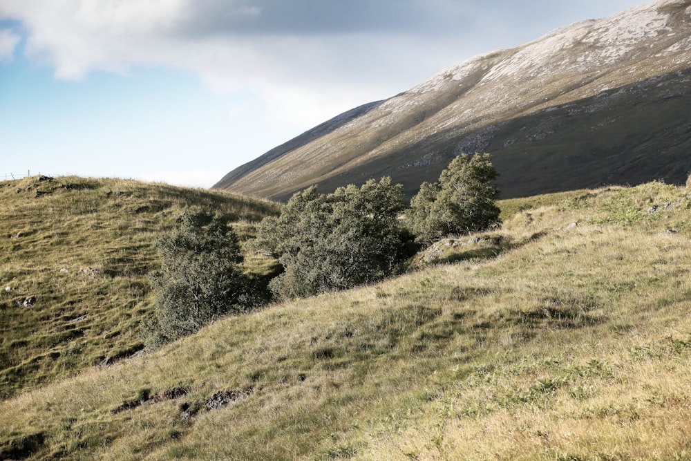 green-leafed trees on mountain