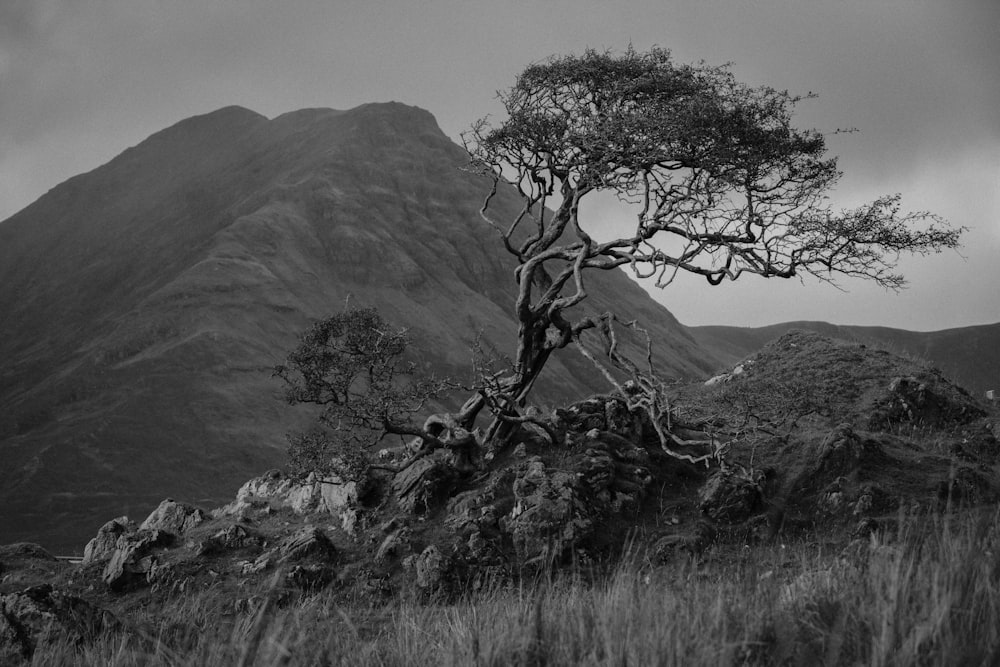 grayscale photo of tree and mountain