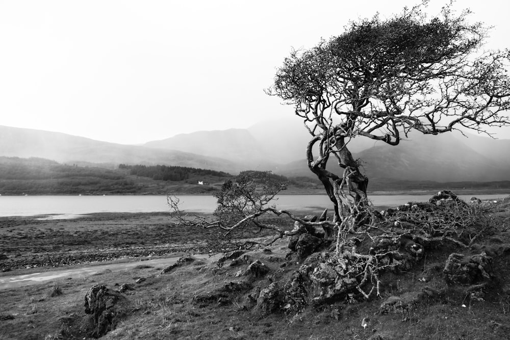 gray-scale photo of trees and body of water