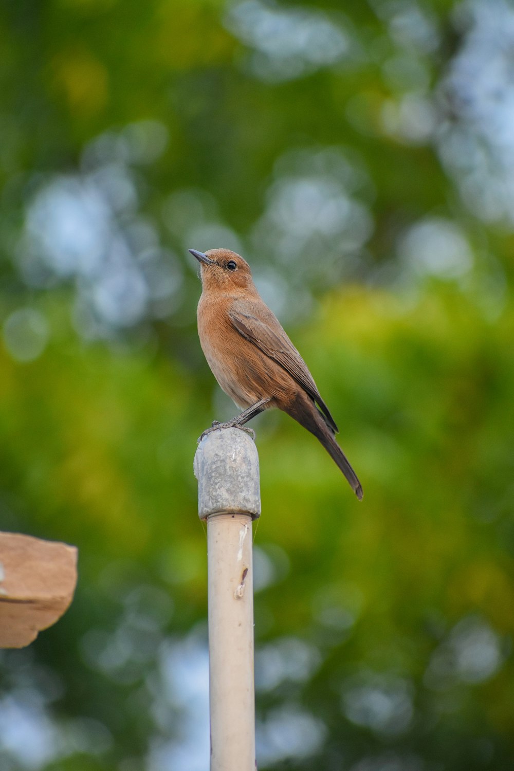 brown and gray bird