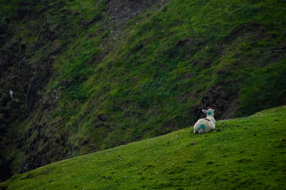 white goat and green grass field