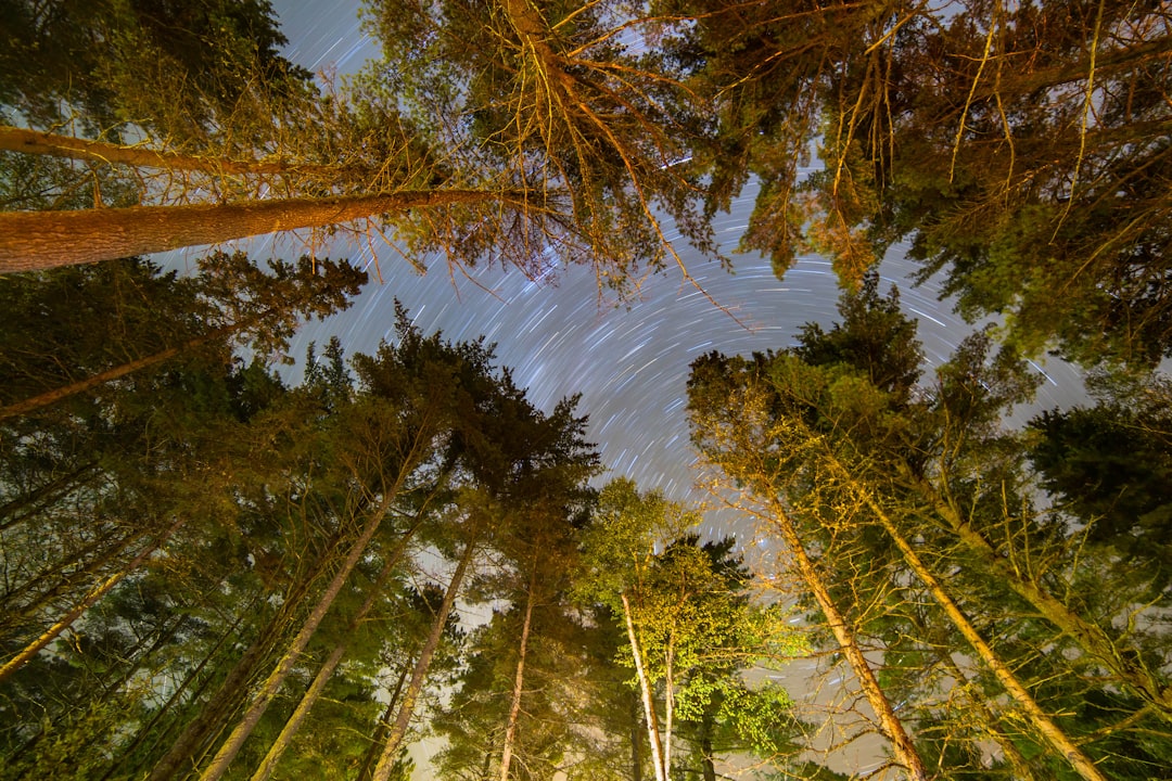 Forest photo spot Algonquin Park Huntsville