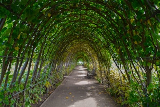 empty hallway surrounded by trees