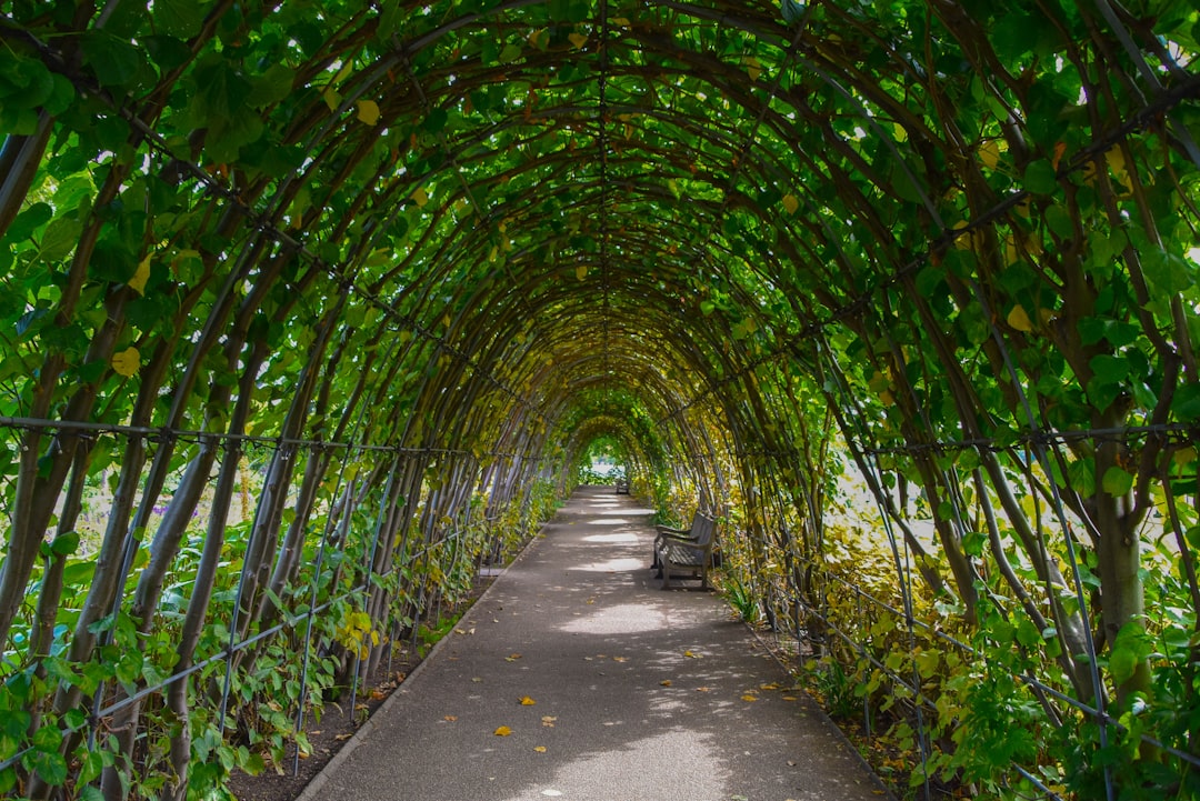 empty hallway surrounded by trees