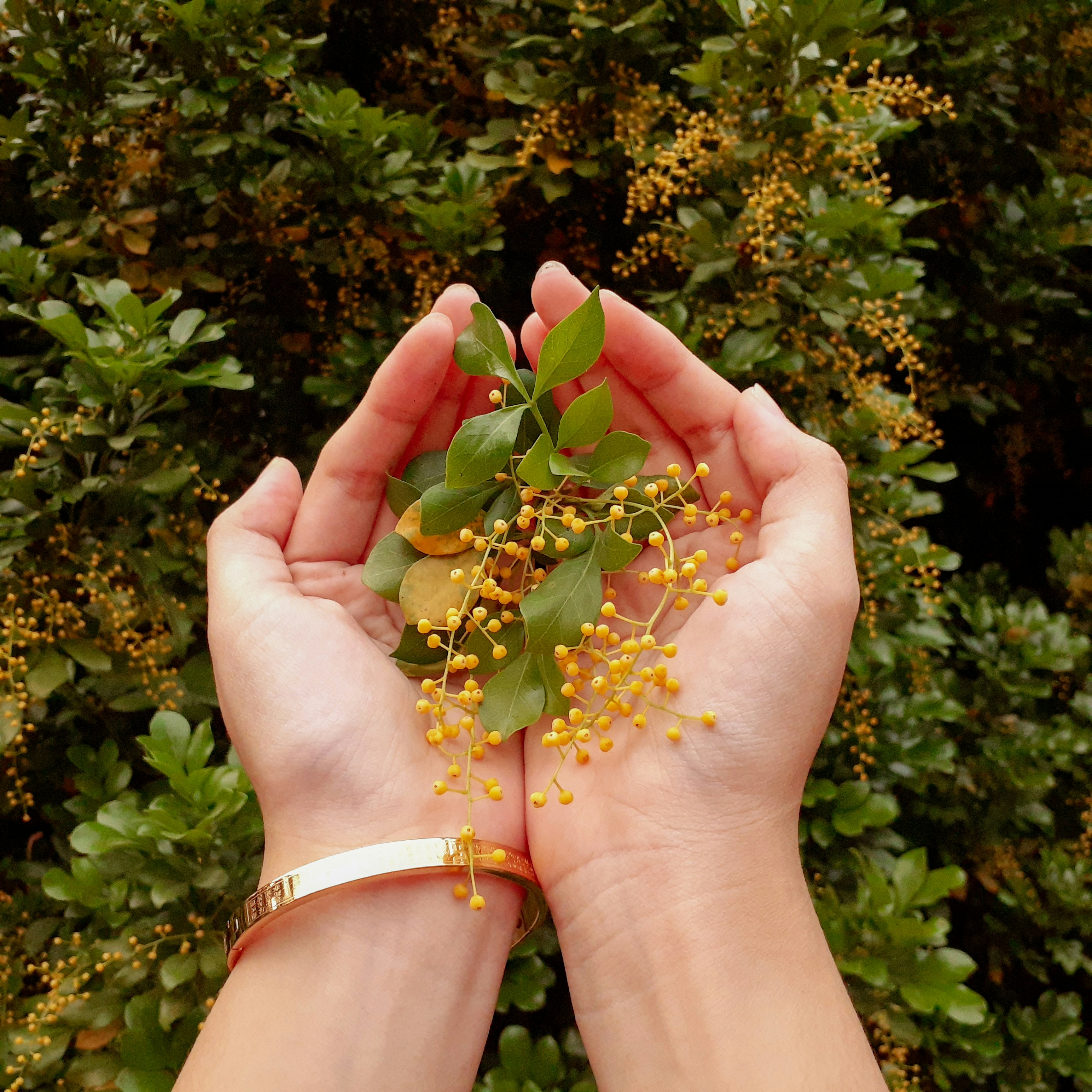 green leafed plant on person's palm