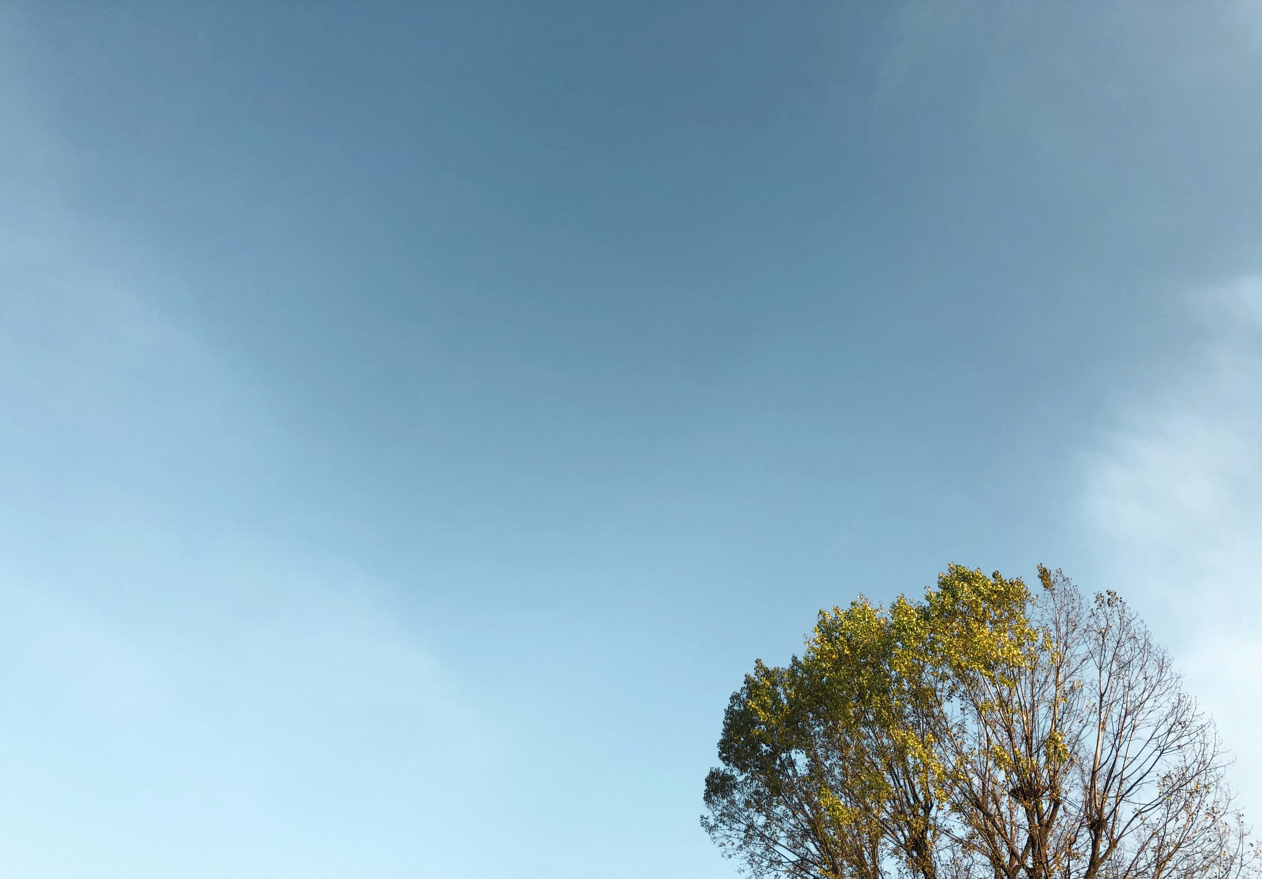 low-angle photography of green leafed tree