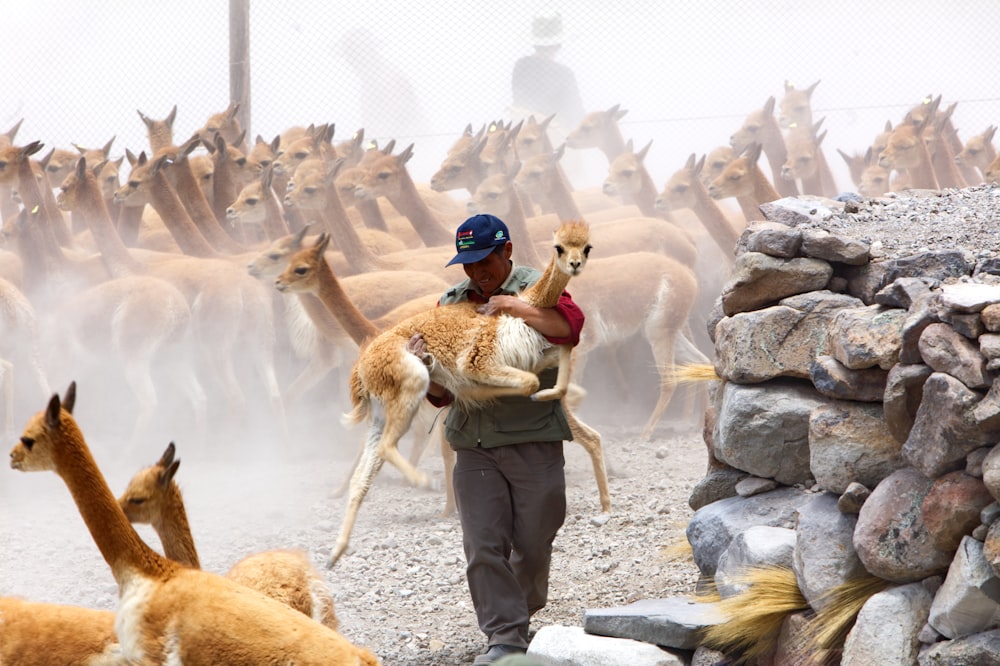 man carrying llama