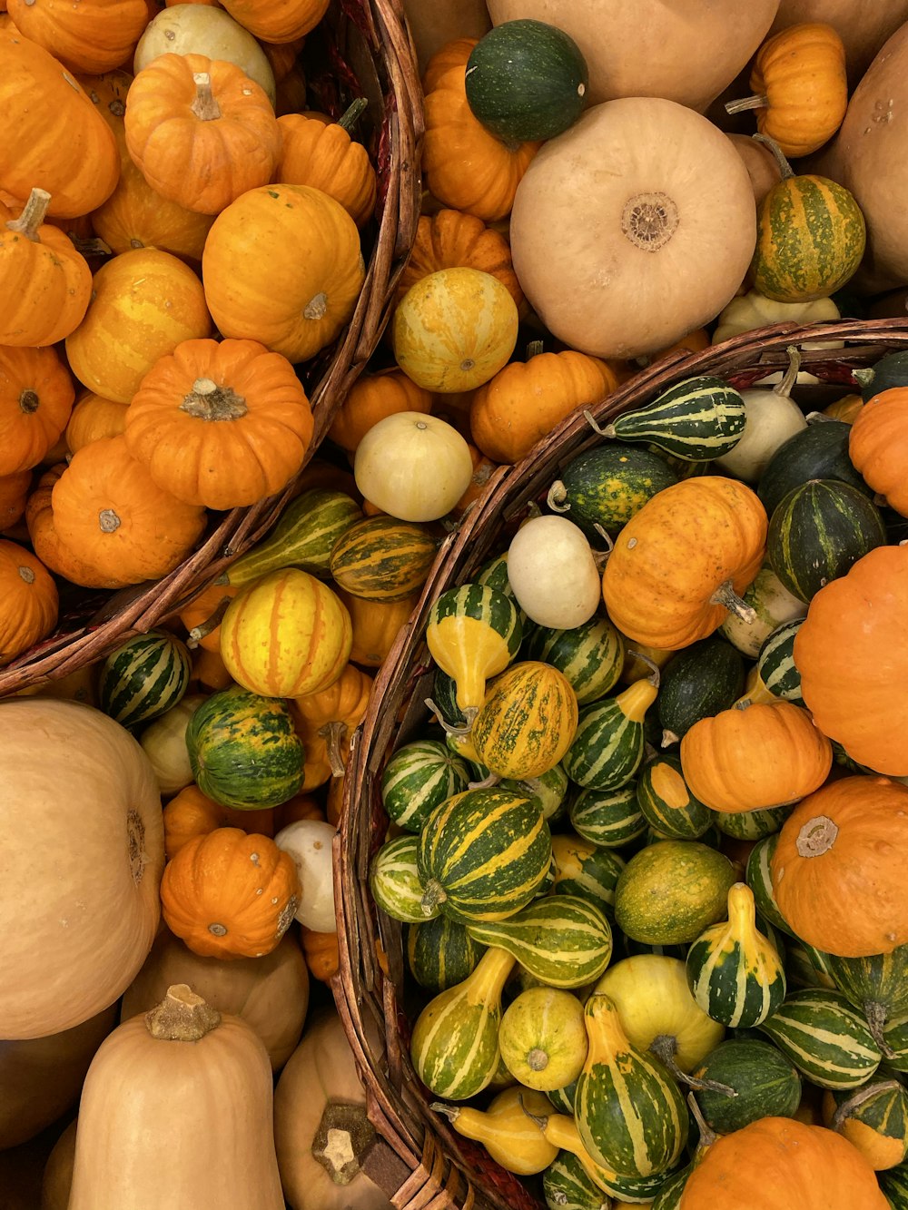 assorted variety of squashes