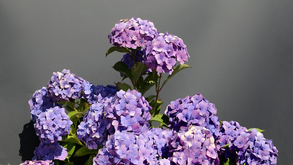 selective focus photo of purple-petaled flowers