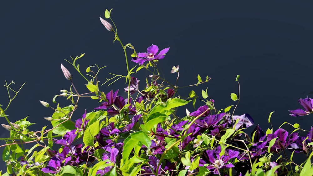 purple flowers