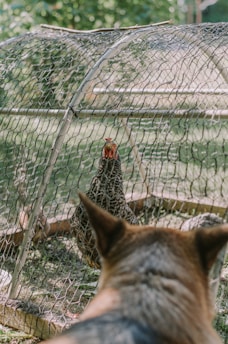 A chicken is inside a wire mesh enclosure, and a dog is observing the chicken from outside the enclosure. The background features green foliage, indicating an outdoor setting.