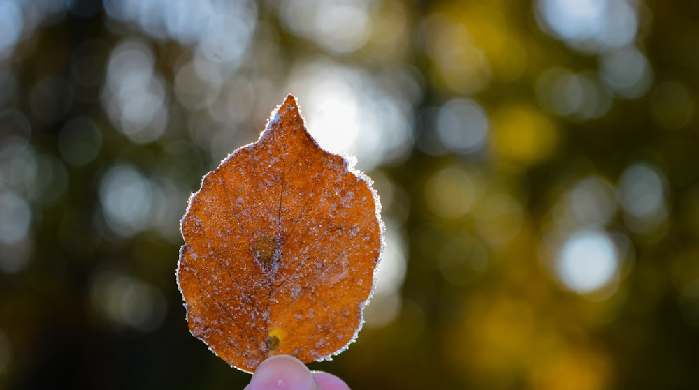 brown leaf