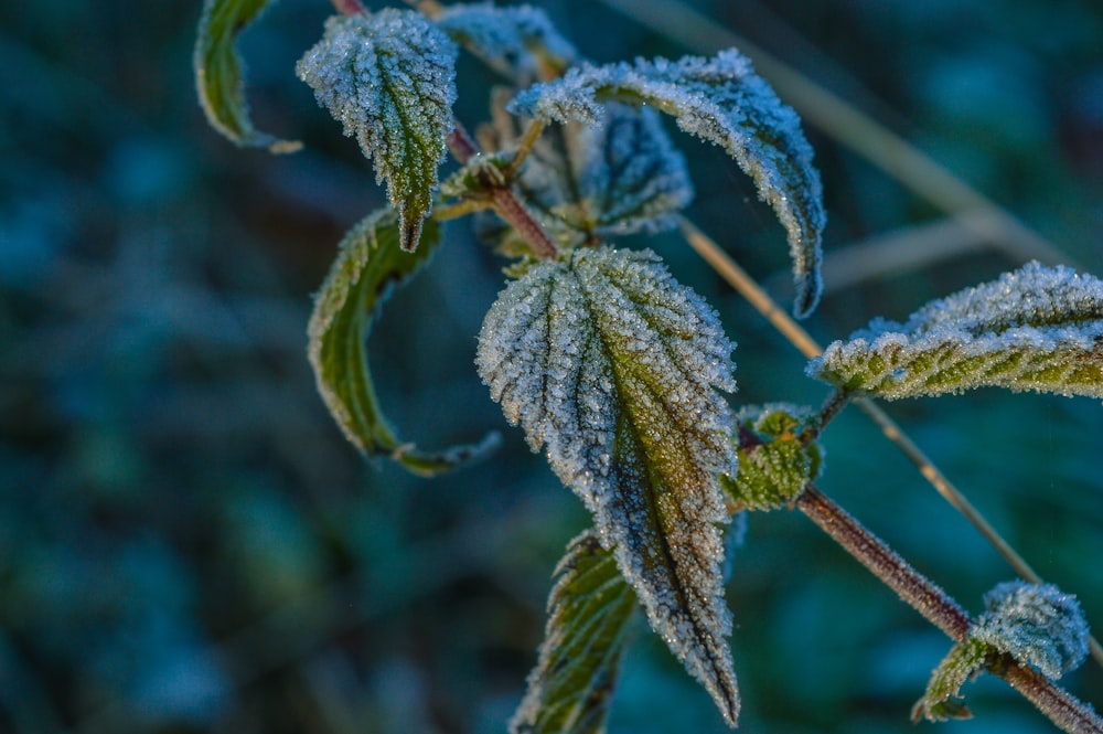 green leaves