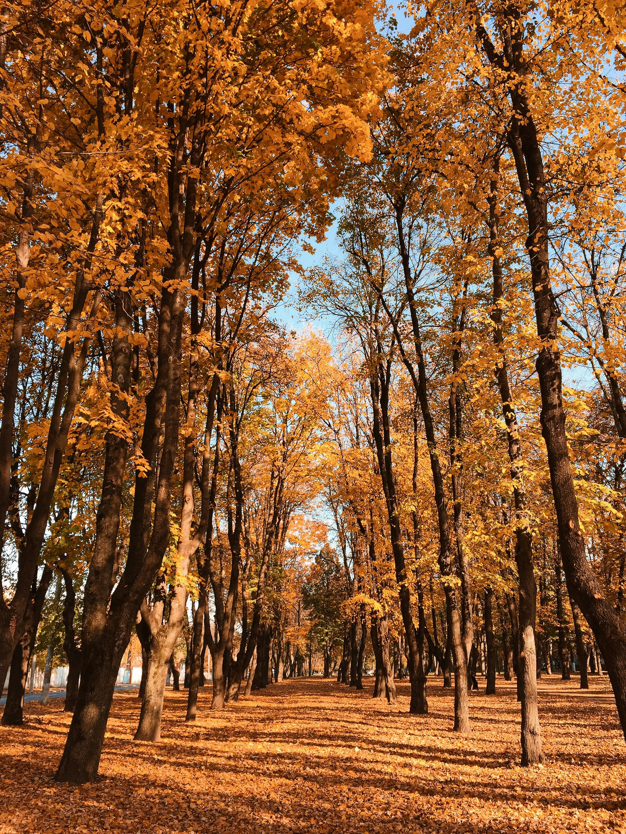 Photo by d_savitskyi