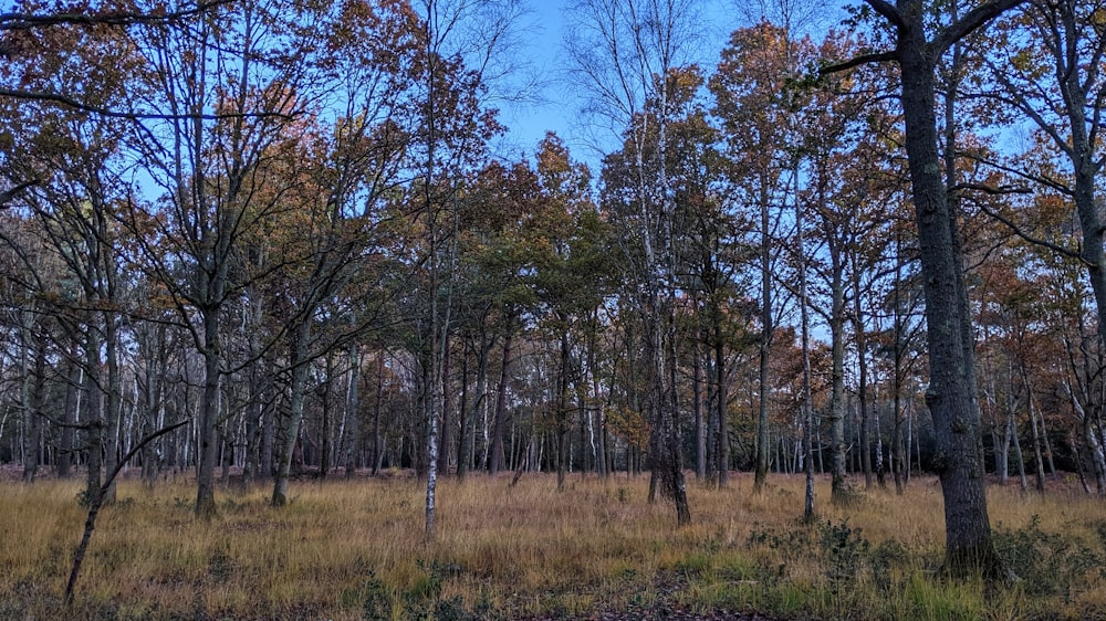 green trees