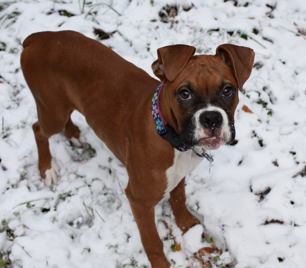 brown boxer dog