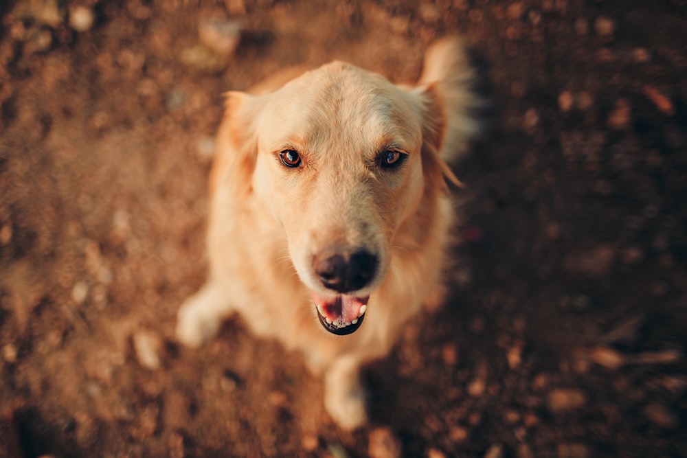 selective focus photo of golden retriever