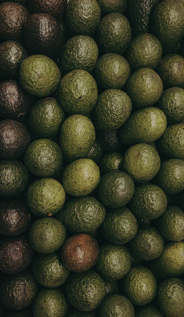 Avocado Farm & Export Management System — A lot of fresh green and purple avocados ready for sorting