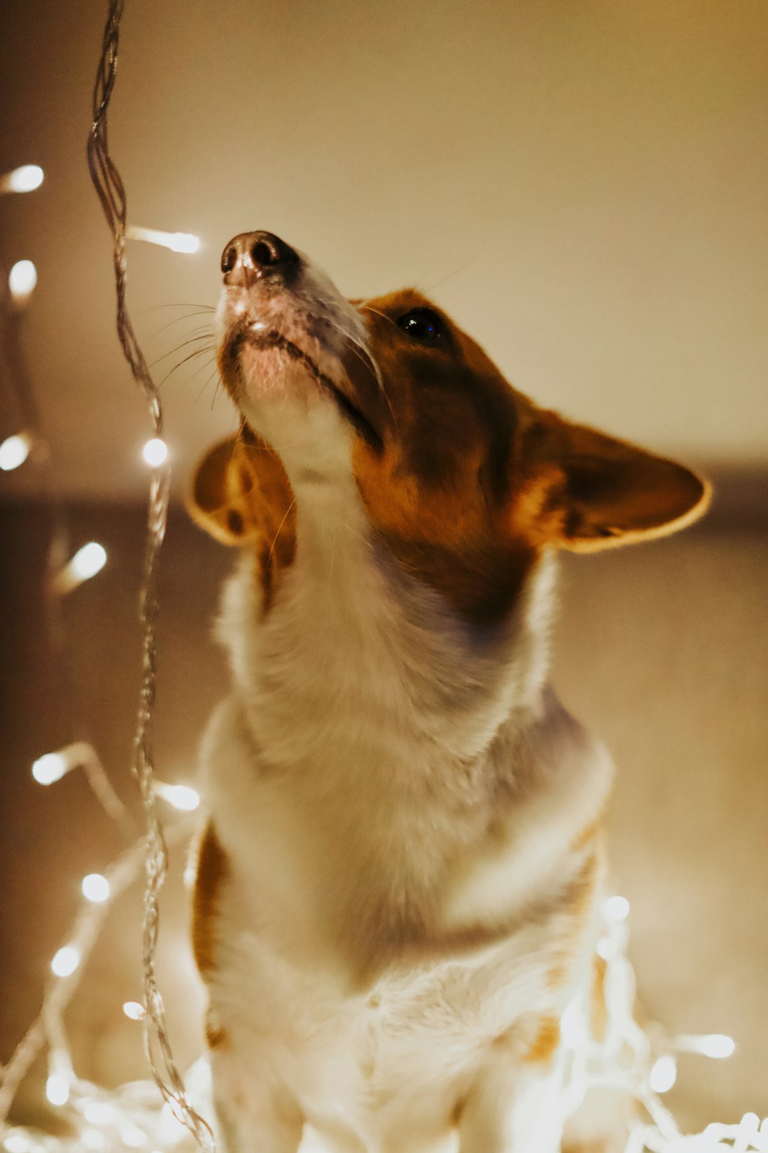 adult white and brown dog beside stringed lights