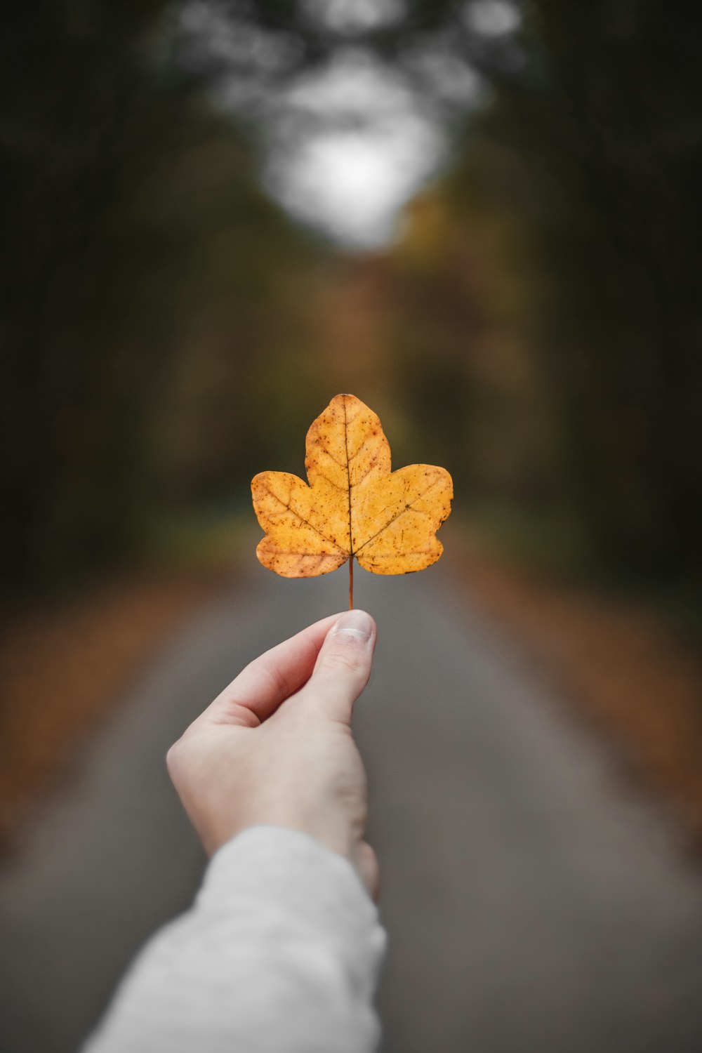 person holding withered leaf