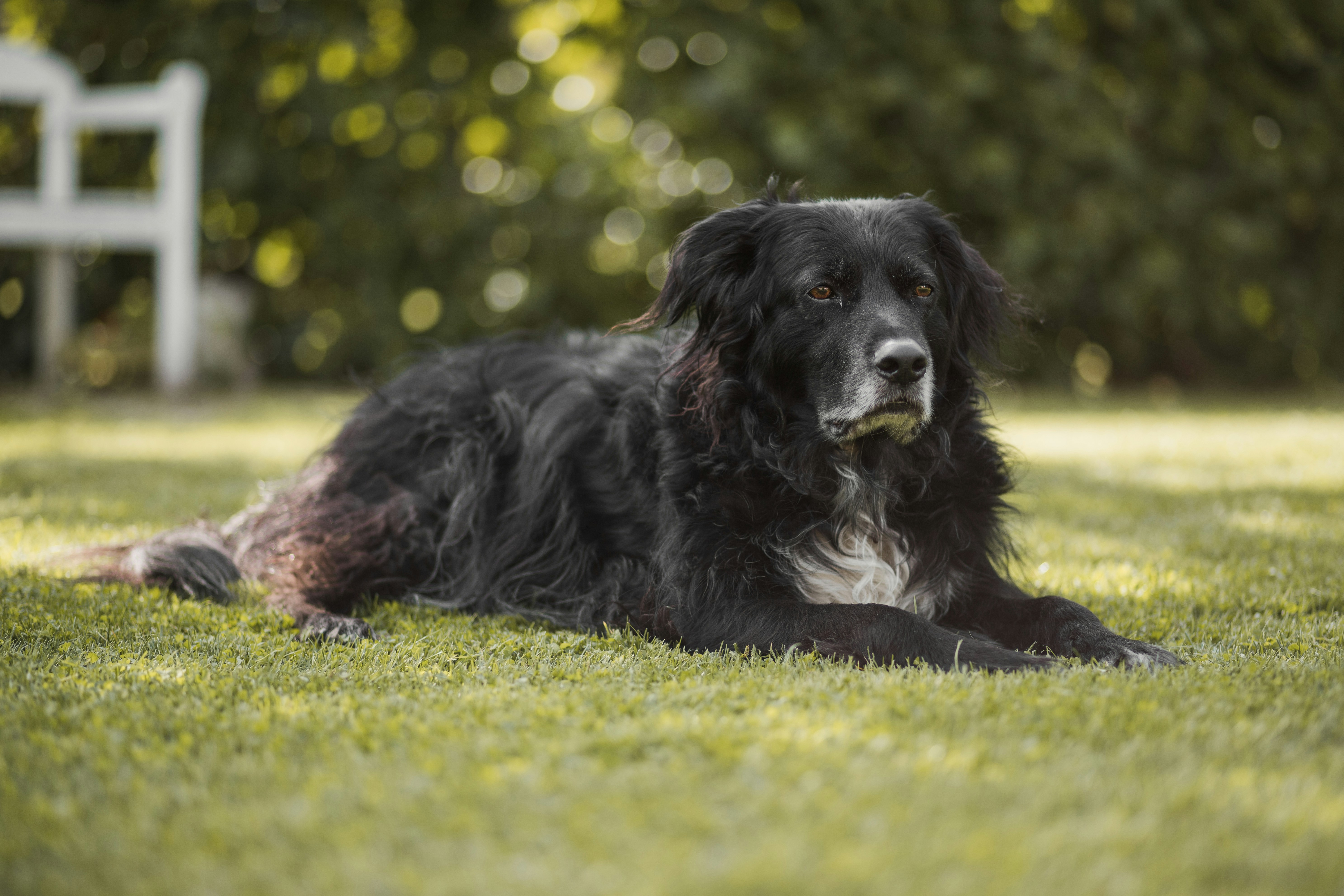 black dog lying on green grass