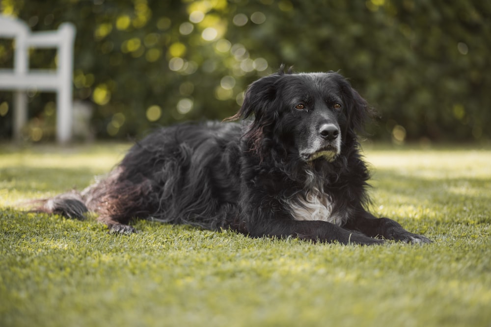 cão preto deitado na grama verde