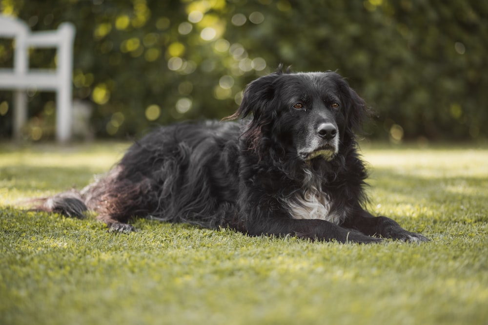 black dog lying on green grass