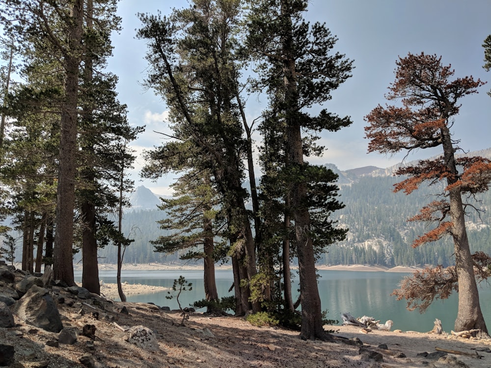 trees near lake