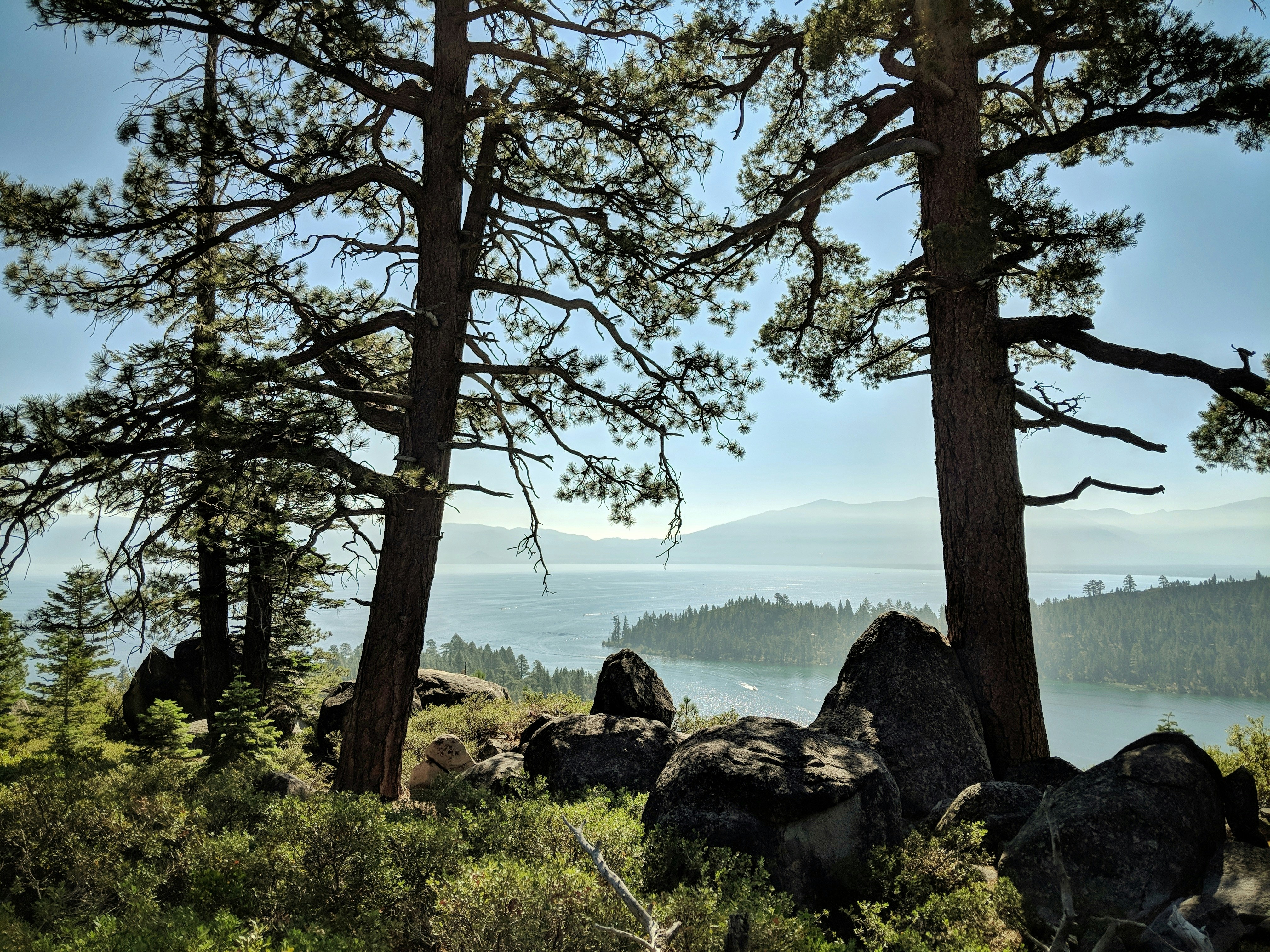 two green leafed trees