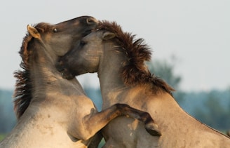 A group of people and horses interacting gently in an open natural setting.